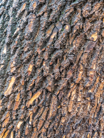 Bark texture and background of an old tree trunk. Detailed bark texture. Natural backgroundの写真素材