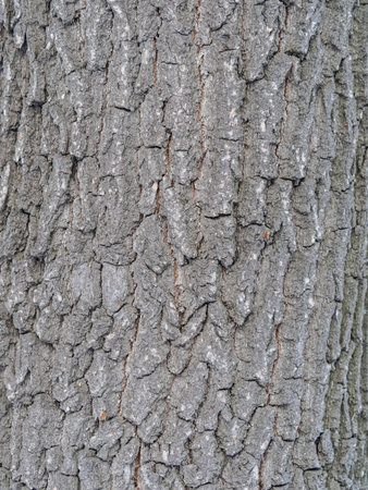 Bark texture and background of an old tree trunk. Detailed bark texture. Natural background