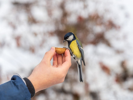 A tit sits on a man's hand and eats seeds. Taking care of birds in winter.の写真素材