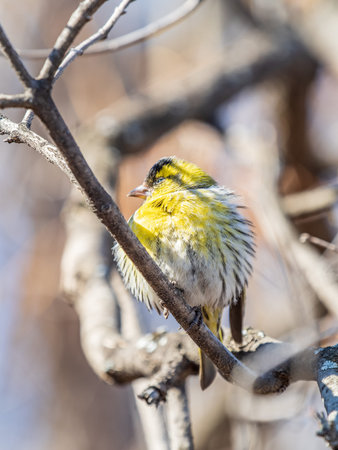 Eurasian siskin male, latin name spinus spinus, sitting on branch of tree. Cute little yellow songbird. Bird in wildlife.の写真素材