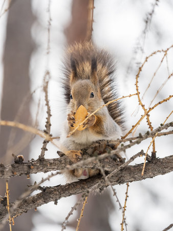 The squirrel with nut sits on tree in the winter or late autumn. Eurasian red squirrel, Sciurus...