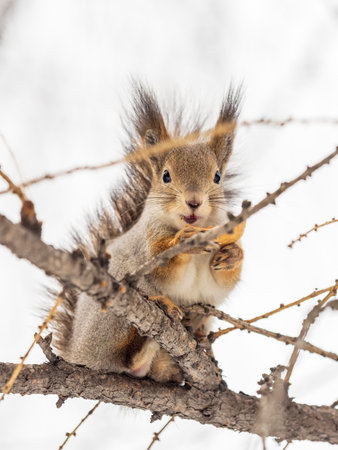 The squirrel with nut sits on tree in the winter or late autumn. Eurasian red squirrel, Sciurus vulgaris.の写真素材