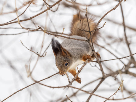 The squirrel sits on a branches without leaves in the winter or autumn. Eurasian red squirrel, Sciurus vulgarisの写真素材