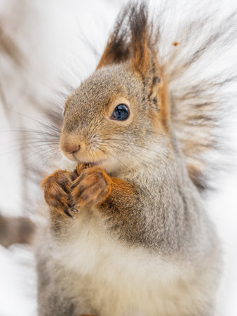 The squirrel with nut sits on tree in the winter or late autumn. Eurasian red squirrel, Sciurus vulgaris.の写真素材