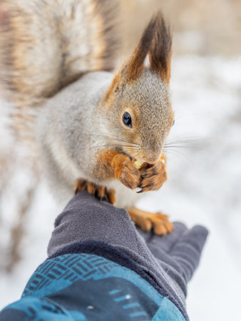 Squirrel in the winter eating nuts from a man's hand. Caring for animals in winter or autumn. Eurasian red squirrel, Sciurus vulgarisの写真素材