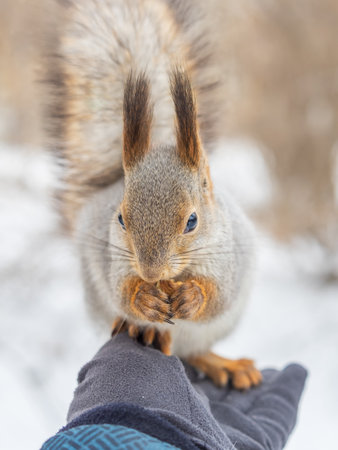 Squirrel in the winter eating nuts from a man's hand. Caring for animals in winter or autumn. Eurasian red squirrel, Sciurus vulgarisの写真素材