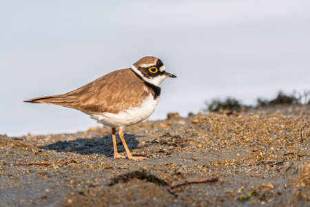 Little ringed plover in natural habitat. Portrait of Little ringed plover, bird standing on lake shore, Charadrius dubiusの写真素材