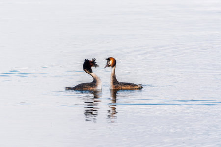 Mating games of two water birds Great Crested Grebes. Two waterfowl birds Great Crested Grebes swim in the lake with heart shaped silhouette.の写真素材