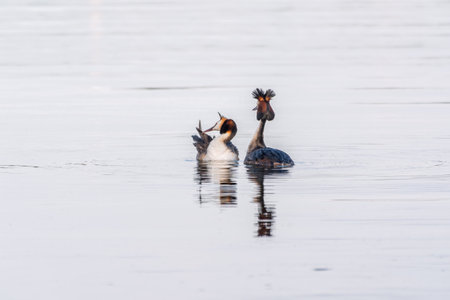 Mating games of two water birds Great Crested Grebes. Two waterfowl birds Great Crested Grebes swim in the lake with heart shaped silhouette.の写真素材