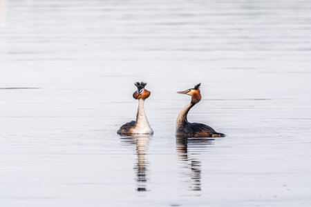 Mating games of two water birds Great Crested Grebes. Two waterfowl birds Great Crested Grebes swim in the lake with heart shaped silhouette.の写真素材