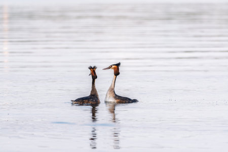 Mating games of two water birds Great Crested Grebes. Two waterfowl birds Great Crested Grebes swim...