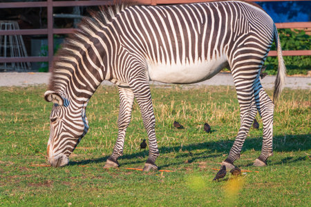Grevy's zebra, lat Equus grevyi, also known as the imperial zebra eats green grass. Zebra portrait, Detail of head. Wild life animal.の写真素材