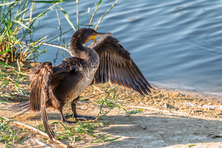 Great cormorant, Phalacrocorax carbo, sits on stone and dries its wings on the wind. The great cormorant, Phalacrocorax carbo, known as the great black cormorant, or the black shag.の写真素材