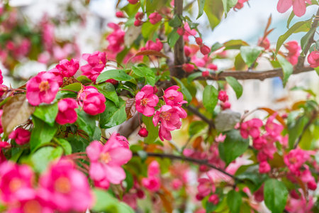 Fresh pink flowers of a blossoming apple tree with blurred background. Blossoming an apple tree. Pink flowers, Close-up.の写真素材