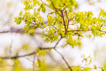 Blooming Norway Maple, Acer platanoides, in beautiful light. Spring season background, spring colorsの写真素材