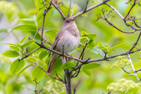 Thrush Nightingale, Luscinia luscinia. A bird sits on a tree branch and sings. Small passerine brown bird best known for its powerful and beautiful song, singing also in the night.の写真素材