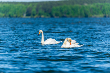 Two Graceful white Swans swimming in the lake, swans in the wild. The mute swan, latin name Cygnus olor.の写真素材