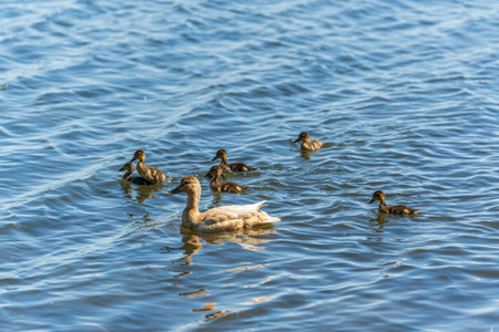 A family of ducks, a duck and its little ducklings are swimming in the water. The duck takes care of its newborn ducklings. Ducklings are all included. Mallard, lat. Anas platyrhynchosの写真素材
