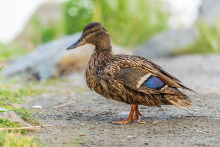 A female duck stands on its paws on the green shore of a pond. Mallard, lat. Anas platyrhynchos, femaleの写真素材