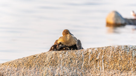 Adult duck with many ducklings sits on green shore of pond. The ducklings are sitting on the shore with the mother duck. The duck takes care of its newborn ducklings.の写真素材