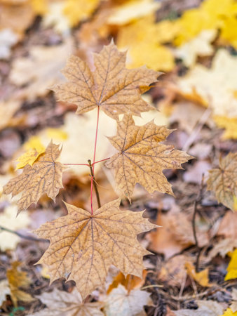 Maple branches with yellow leaves in autumn, in the light of sunset. Dry autumnal leaves background, golden maple tree foliage, bright yellow sun shine, autumn park, seasons change, fall natureの写真素材