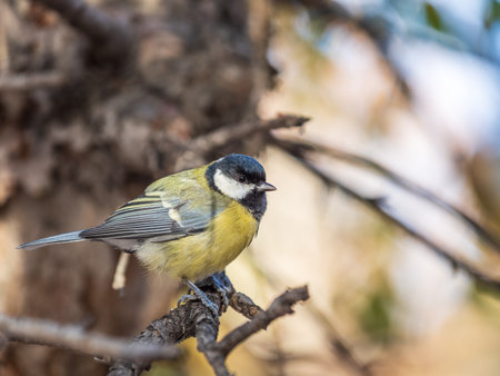 Cute bird Great tit, songbird sitting on the nice branch with beautiful autumn background. Parus majorの写真素材