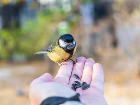 A tit sits on a man's hand and eats seeds. Taking care of birds.の写真素材