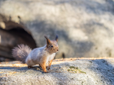 Squirrel with a nut on the ground. Wild animal.の写真素材