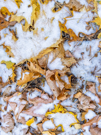 First snow on the green grass and fallen leaves in autumn. Symbol of the coming winter. Natural...