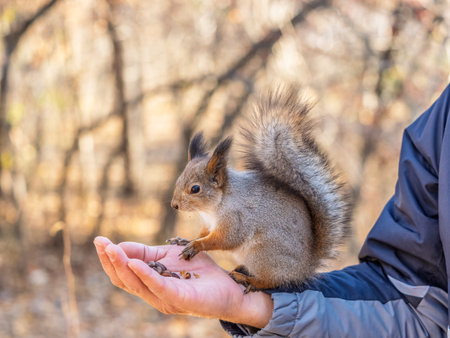 A squirrel in the spring or autumn eats nuts from a human hand. Eurasian red squirrel, Sciurus vulgaris.の写真素材