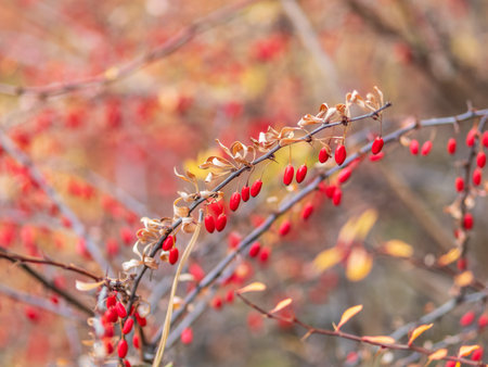 Branches of a barberry Bush with ripe red barberry berries Branches with yellow leaves of a prickly bush in the fall.の写真素材