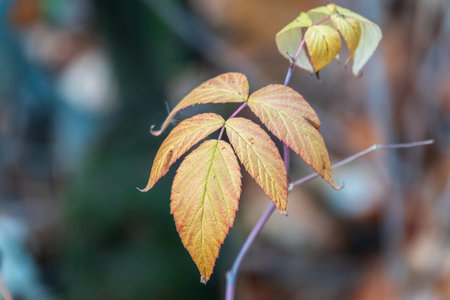 Branches with orange, red and yellow leaves in the autumn park. Tree branch with autumn leaves.