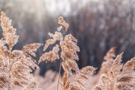 Yellow autumn fluffy feather grass with seeds on curved stems in light wind. Slightly blurred close up with selective focus. Hello autumn concept. Natural background with copy spaceの写真素材