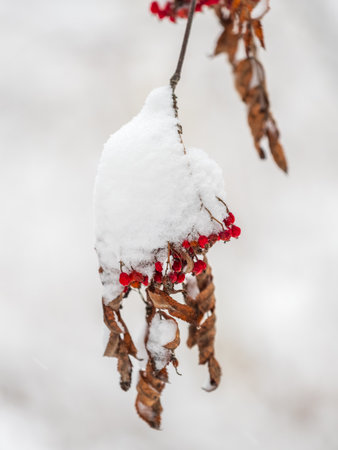 Tree branches in winter covered with snow and frost in snowfall. Frozen tree branches. Snow covered branches in winter forest. Magic white background.の写真素材