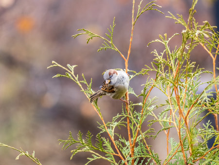 Sparrow sits on a fir branch in the sunset light. Sparrow on a branch in the autumn or winterの写真素材