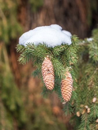 Green fir branches in winter covered with snow. Branches of fir tree as background, closeup. Christmas background. Frosty spruce branches. Outdoor with snowy winter nature.の写真素材