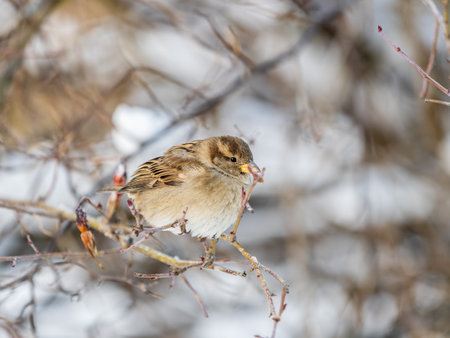 Sparrow sits on a branch without leaves. Sparrow on a branch in the autumn or winterの写真素材