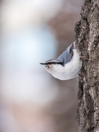 Eurasian nuthatch or wood nuthatch, lat. Sitta europaea, sitting on a tree trunk with a blurred background. Small bird with a black eyestrip.の写真素材
