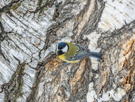 Cute bird Great tit, songbird sitting on the tree trunk. Parus majorの写真素材