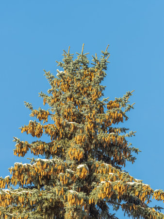 Spruce tree with a lot of cones against a blue sky. Coniferous branch with cones against blue sky at...