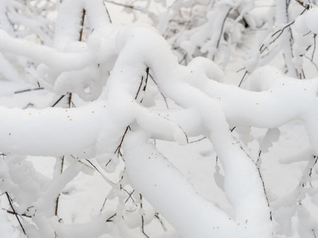 Tree branches in winter covered with snow and frost in snowfall. Frozen tree branches. Snow covered branches in winter forest. Magic white background.の写真素材