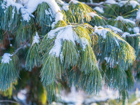 Cedar branches with long fluffy needles in winter covered with snow. Pinus sibirica, or Siberian...