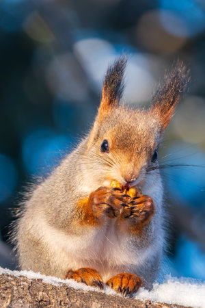 The squirrel with nut sits on tree in the winter or late autumn. Eurasian red squirrel, Sciurus vulgaris.の写真素材