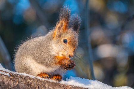 The squirrel with nut sits on tree in the winter or late autumn. Eurasian red squirrel, Sciurus...