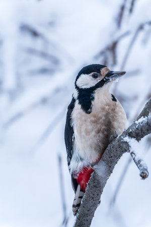 Little woodpecker sits on a tree trunk. A woodpecker obtains food on a large tree with snow in winter The great spotted woodpecker, Dendrocopos majorの写真素材