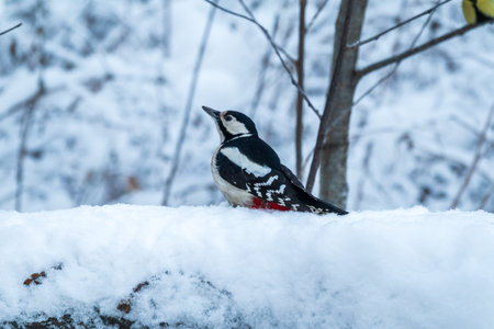 Little woodpecker sits on a tree trunk. A woodpecker obtains food on a large tree with snow in winter The great spotted woodpecker, Dendrocopos majorの写真素材