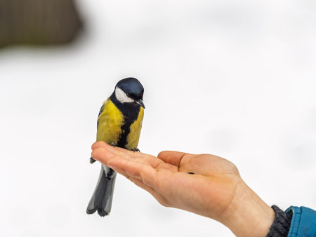 A tit sits on a man's hand and eats seeds. Taking care of birds in winter.の写真素材