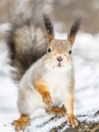 Squirrel in winter sits on a tree trunk with snow. Eurasian red squirrel, Sciurus vulgaris, sitting on branch covered in snow in winter.の写真素材