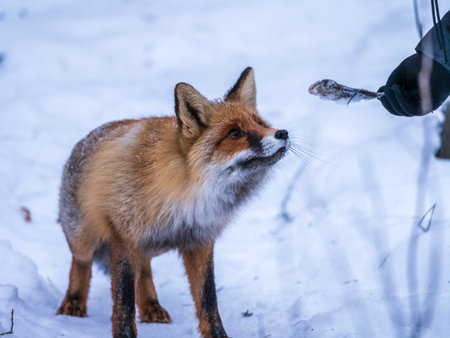 European Red Fox (Vulpes vulpes) in winter forest. Wildlife scene from Europe. Orange fur coat animal in the nature habitat. Fox on the winter forest meadow, with white snow fall.の写真素材