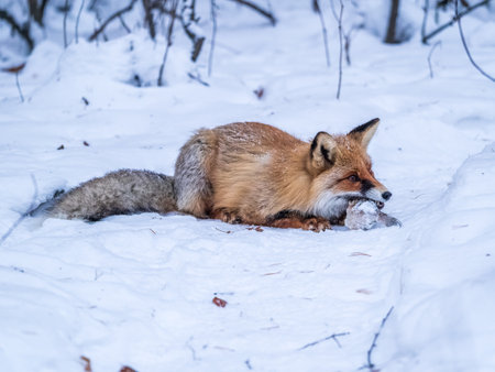 European Red Fox (Vulpes vulpes) in winter forest. Wildlife scene from Europe. Orange fur coat animal in the nature habitat. Fox on the winter forest meadow, with white snow fall.の写真素材